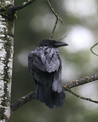 Common Raven