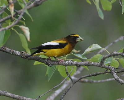 Evening Grosbeak