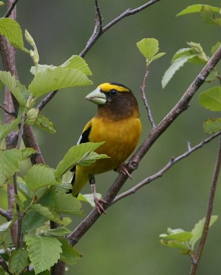 Evening Grosbeak