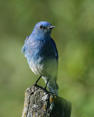 Mountain Bluebird