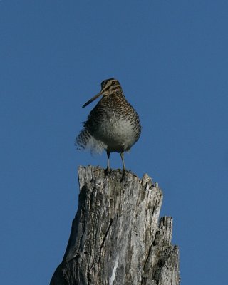 Wilson's Snipe