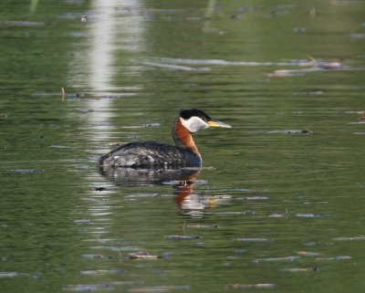 Red-necked Grebe