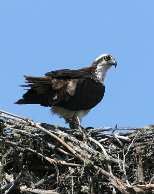 Osprey