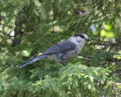 Gray Jay