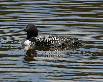 Common Loon