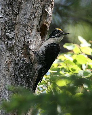 Three-toed Woodpecker