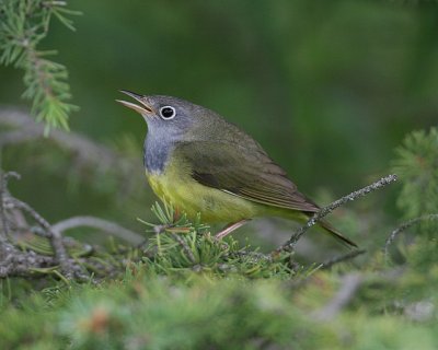 Connecticut Warbler