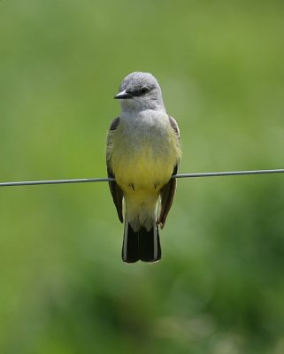 Western Kingbird