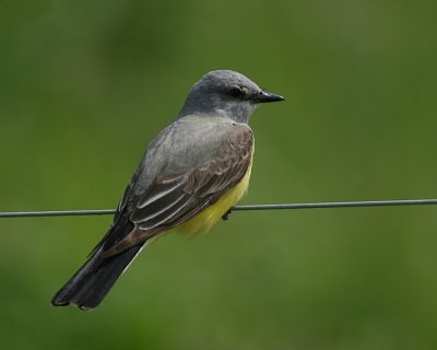 Western Kingbird