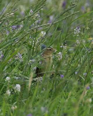 Bobolink