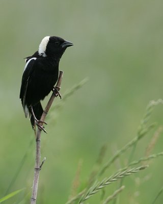 Bobolink