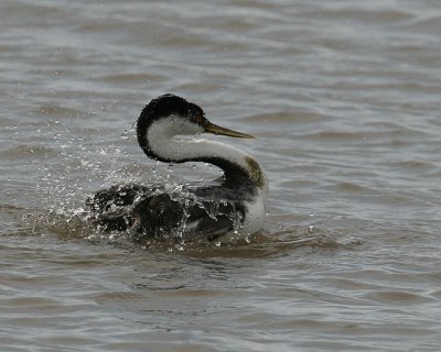 Western Grebe