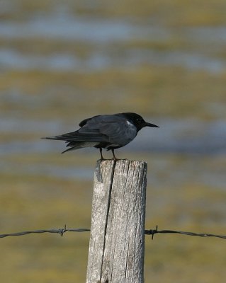 Black Tern