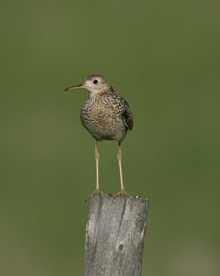 Upland Sandpiper