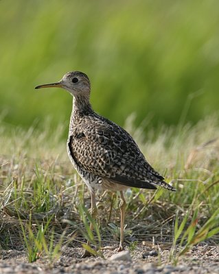 Upland Sandpiper