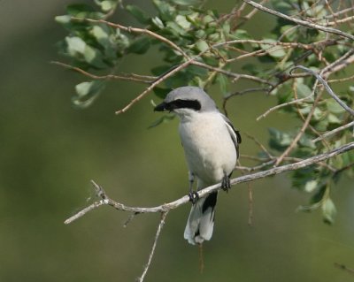 Loggerhead Shrike