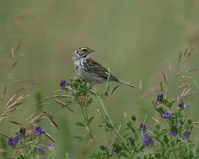 Savannah Sparrow