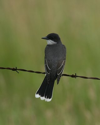 Eastern Kingbird