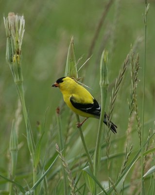 American Goldfinch