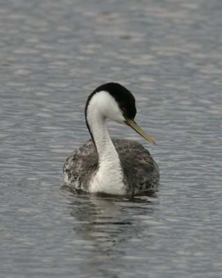 Western Grebe