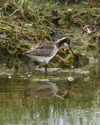 Wilson's Phalarope