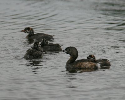Pied-billed Grebe family