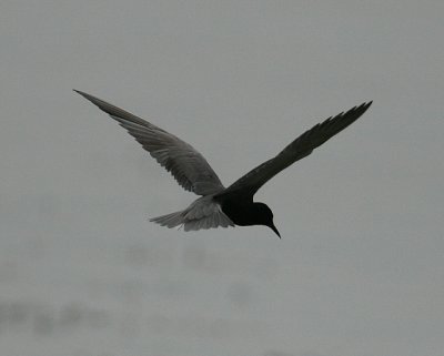 Black Tern