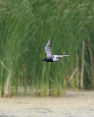 Black Tern