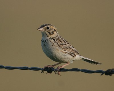 Baird's Sparrow