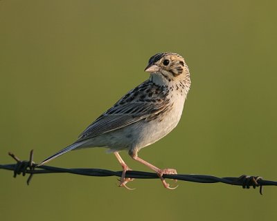 g6/64/623764/3/82090325.HKmZcU1n.jpg