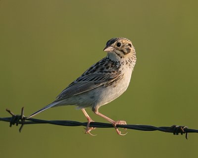 Baird's Sparrow