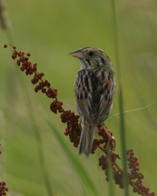 Henslow's Sparrow