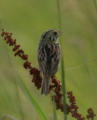 Henslow's Sparrow