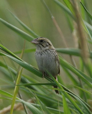 Henslow's Sparrow