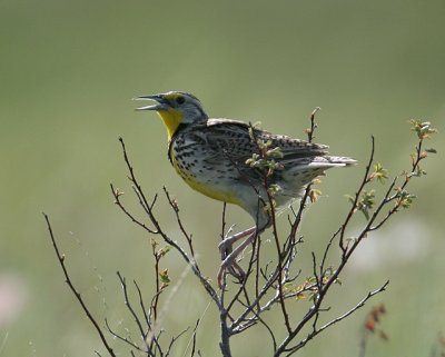 Western Meadowlark