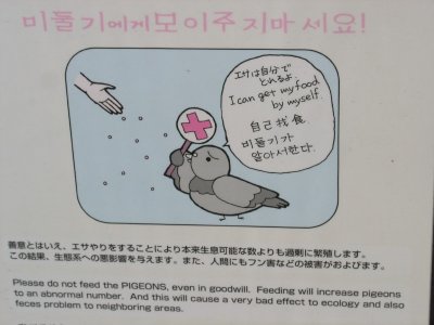 Even the pigeons in Japan are a lot more polite (and educated!) than ours