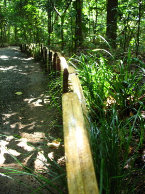 Shady path