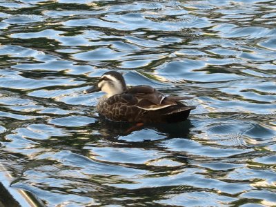 Quack Quack!
