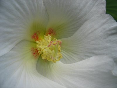 Hibiscus flower