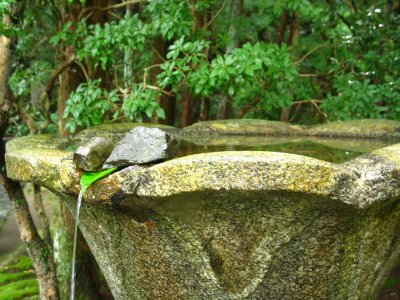 Organic fountain