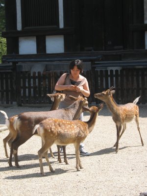 The park-city of Nara, where deer roam free