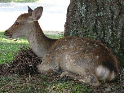 Does the deer population exceed the human population?