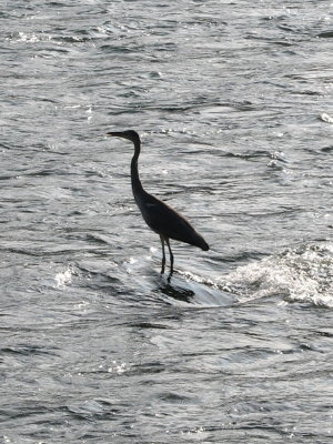 Crane in the river