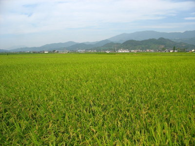 Rice fields