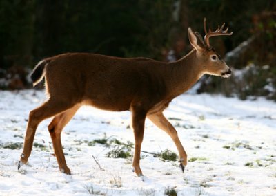 Wildlife
