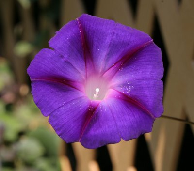 July 25, 2007  9403