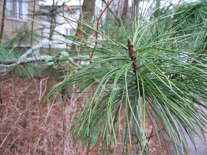 Pine, detail