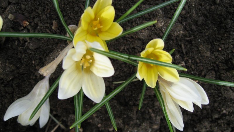 Crocuses