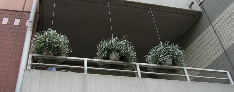 Hanging Flowers