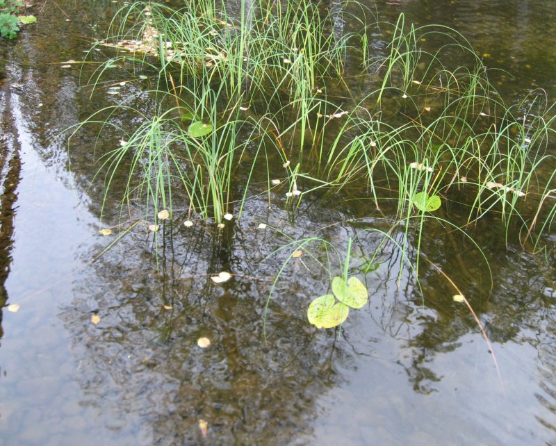 Waterweed and leaves
